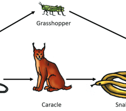 Food chains and webs what's for dinner