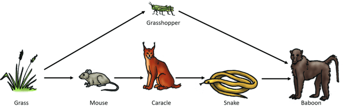 Food chains and webs what's for dinner