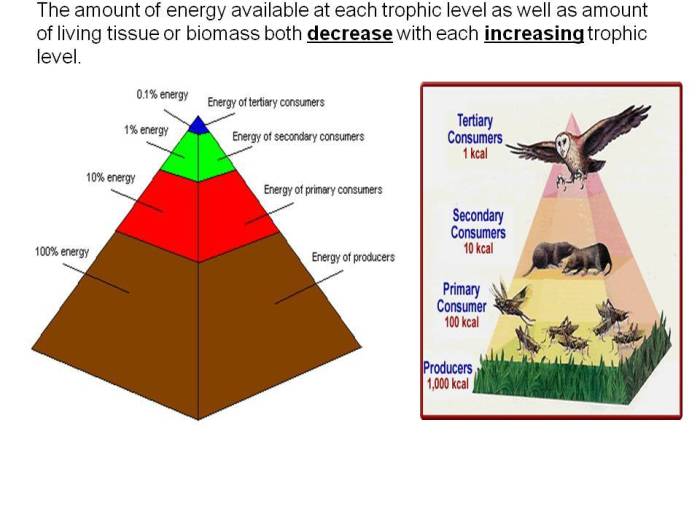 Food chains and webs what's for dinner