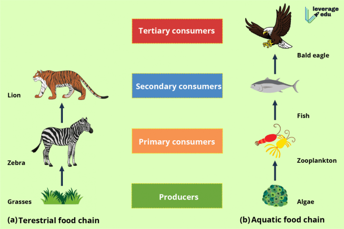 Ecosystem pyramids webs trophic carnivores ecology