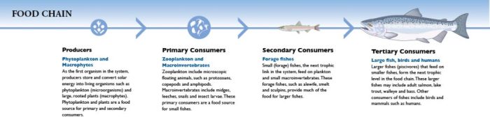 Food chain web vs