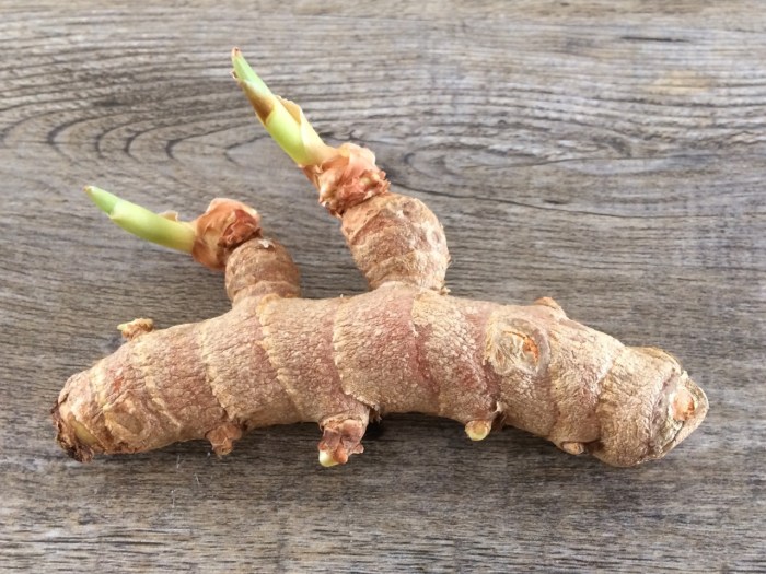 Edible rhizome used in cakes