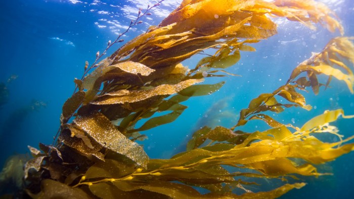 Kelp wonderful twitter