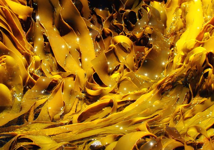 Kelp kelps reef great forests underwater australian environment health contents declining around australia vs healthjade