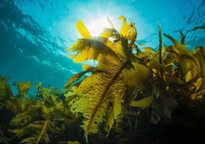 Kelp forests kelps resilience alright enric fuego