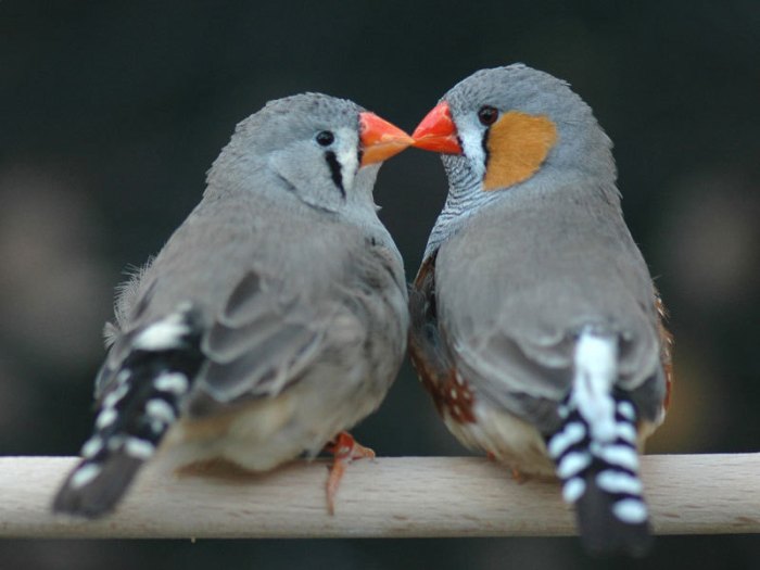 Finch gouldian birds ebird species adult