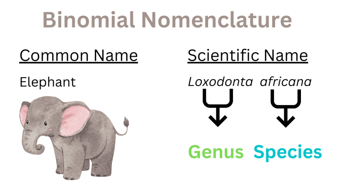 Binomial nomenclature and classification answer key