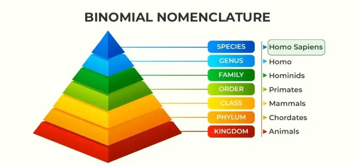 Binomial nomenclature and classification answer key