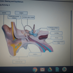 Exercise labeling parathyroid thyroid gland sear