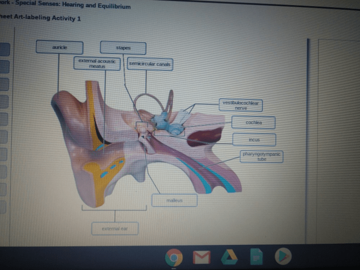 Exercise labeling parathyroid thyroid gland sear